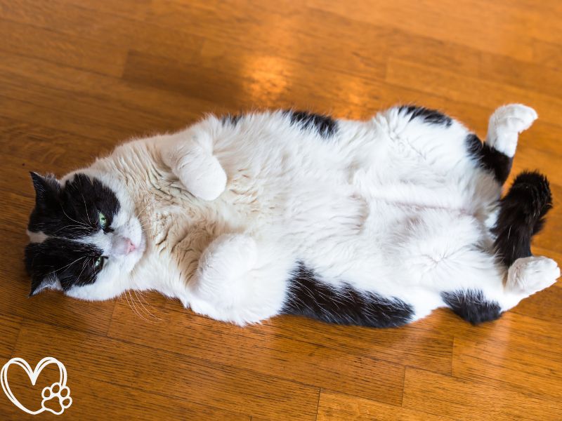 Effective Strategies for Managing Your Pet's Weight