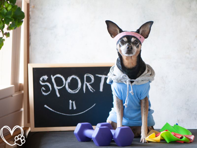 Effective Strategies for Managing Your Pet's Weight