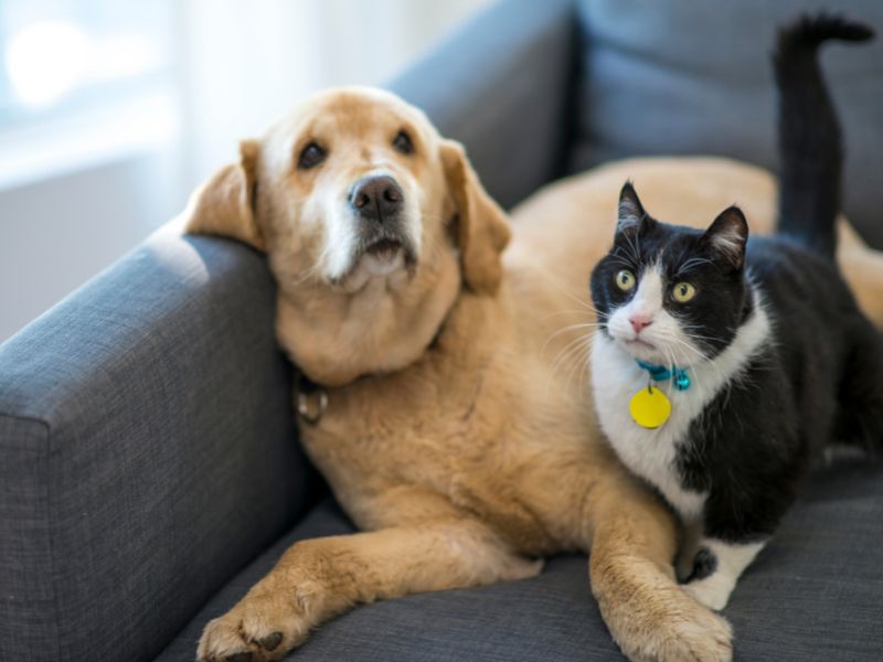 How Owning a Pet Can Make You Happier and Healthier