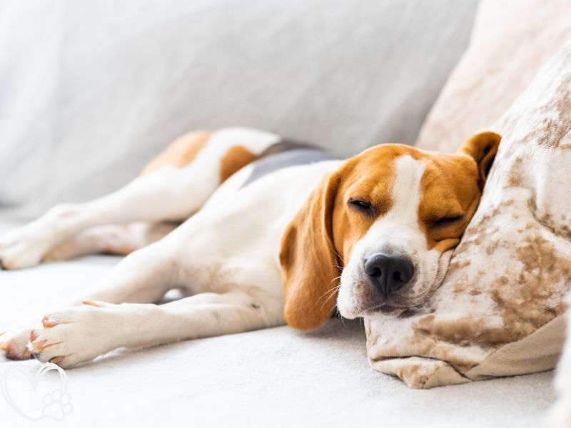 What Your Pet’s Sleeping Habits Reveal About Their Health