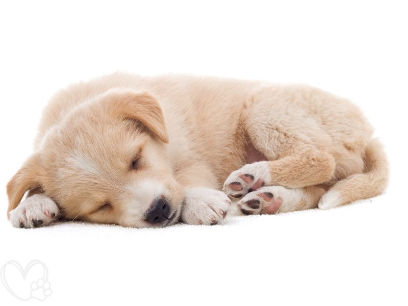 What Your Pet’s Sleeping Position Says About Their Personality