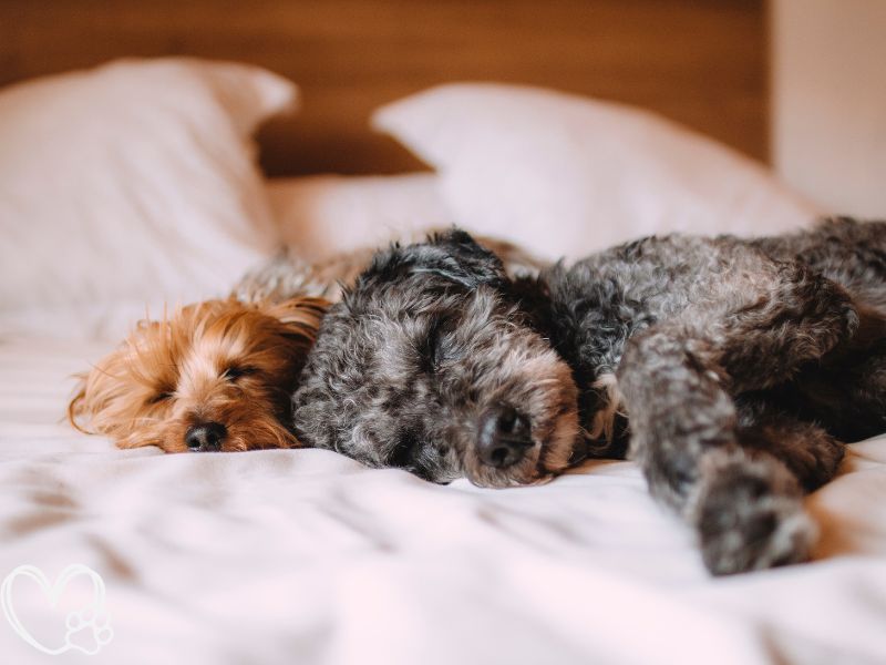 What Your Pet’s Sleeping Position Says About Their Personality