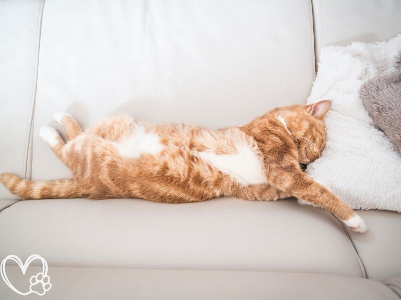 What Your Pet’s Sleeping Position Says About Their Personality