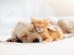 What Your Pet’s Sleeping Position Says About Their Personality