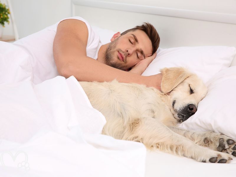 What Your Pet’s Sleeping Position Says About Their Personality