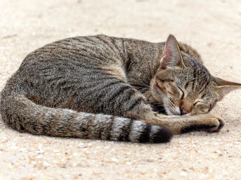 What Your Pet’s Sleeping Position Says About Their Personality