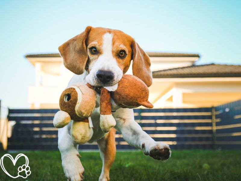 Best Halloween-Themed Toys for Pets: Fun and Festive Entertainment