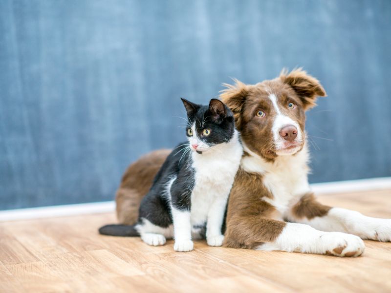 Calming Your Pets During Halloween: Products to Reduce Anxiety from Noise and Crowds