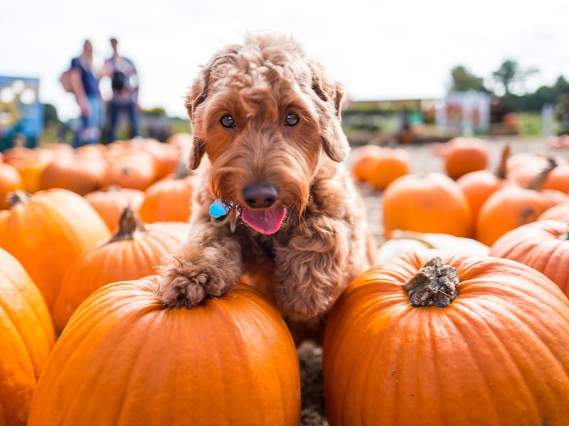 How to Involve Your Pet in Halloween: Fun Activities and Ideas