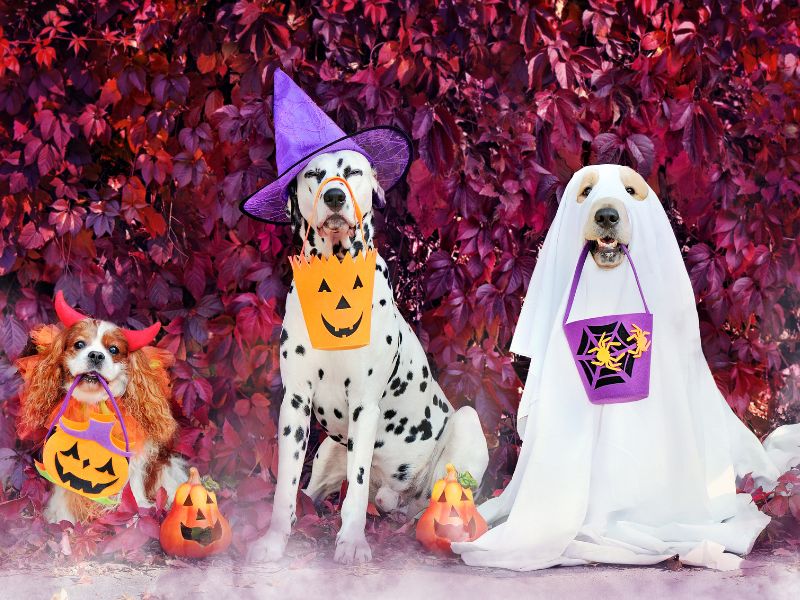 How to Involve Your Pet in Halloween: Fun Activities and Ideas