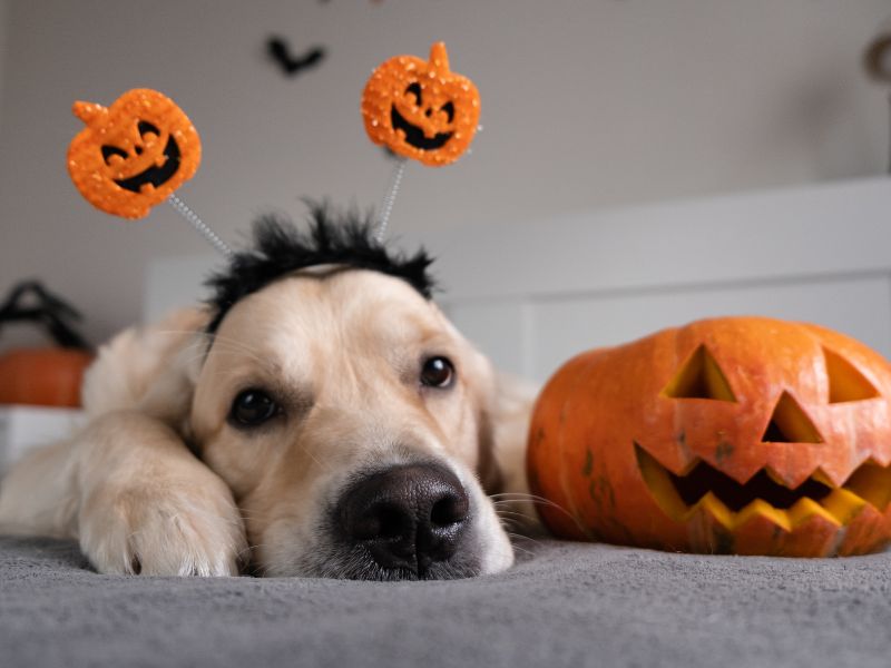 How to Involve Your Pet in Halloween: Fun Activities and Ideas