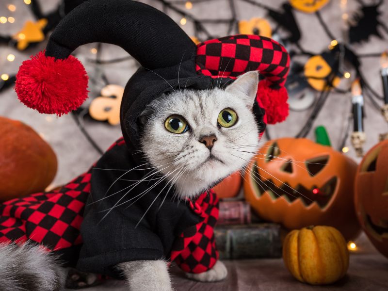 How to Involve Your Pet in Halloween: Fun Activities and Ideas