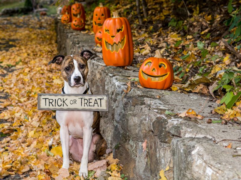 How to Involve Your Pet in Halloween: Fun Activities and Ideas