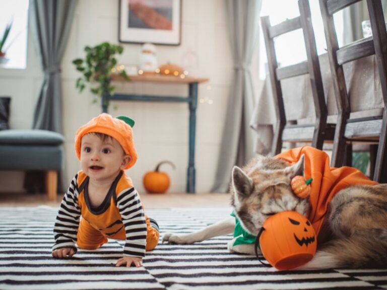 How to Involve Your Pet in Halloween: Fun Activities and Ideas