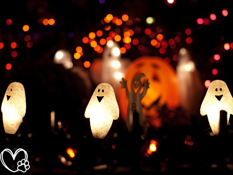 Pet-Friendly Halloween Decorating with Your Fur Babies in Mind