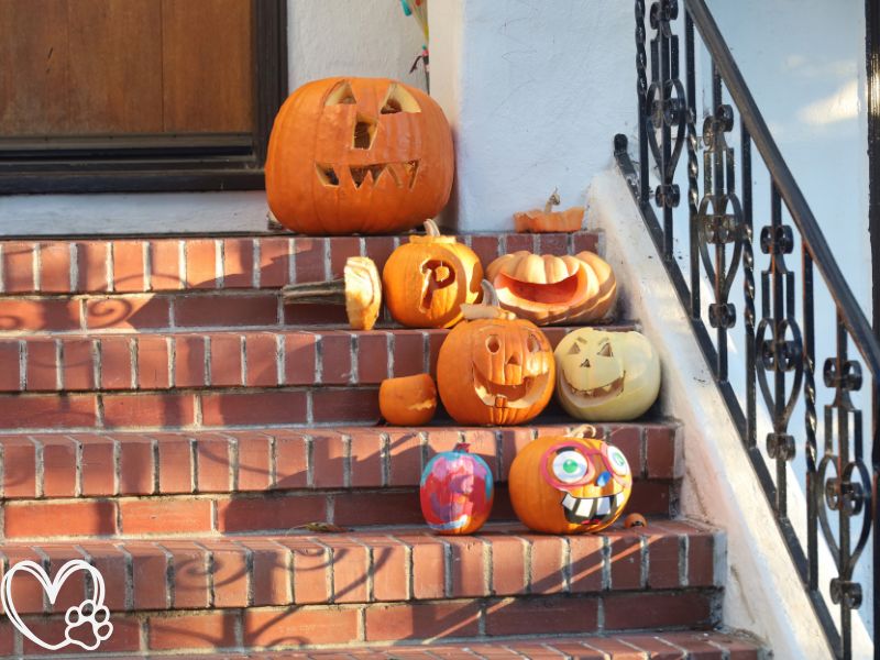 Pet-Friendly Halloween Decorating with Your Fur Babies in Mind