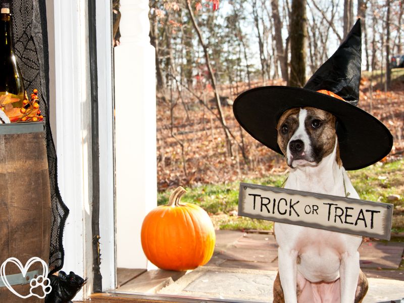 Spooktacular Halloween Treat Alternatives for Pets Safe and Healthy Snacks