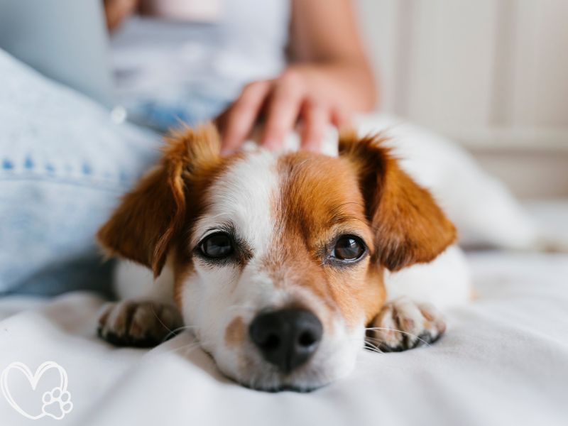 The Rise of Pet Mental Health: Understanding and Managing Pet Anxiety in a Post-Pandemic World