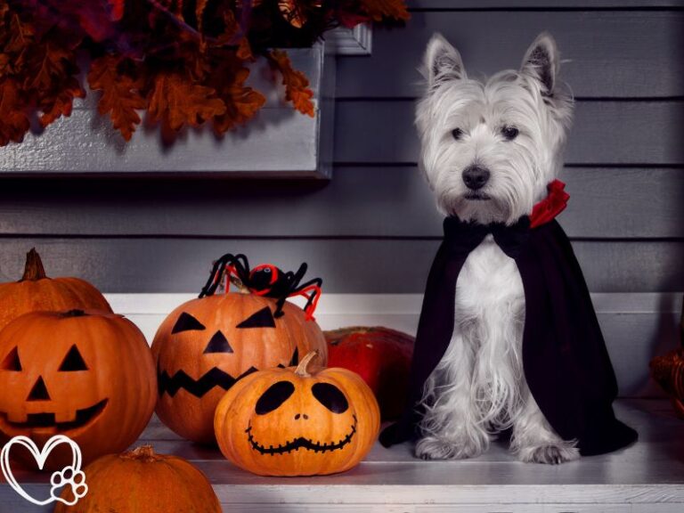 Top Halloween Costumes for Pets: Spooky, Cute, and Comfortable Options