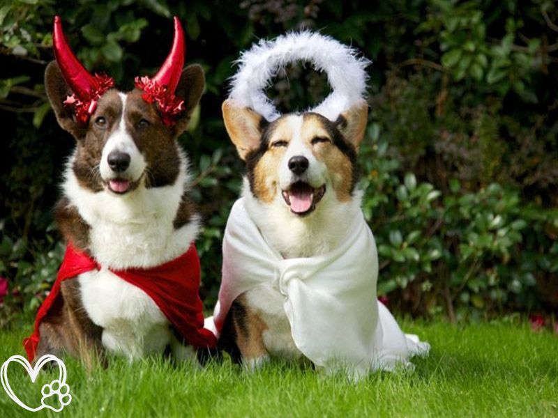 Top Halloween Costumes for Pets: Spooky, Cute, and Comfortable Options