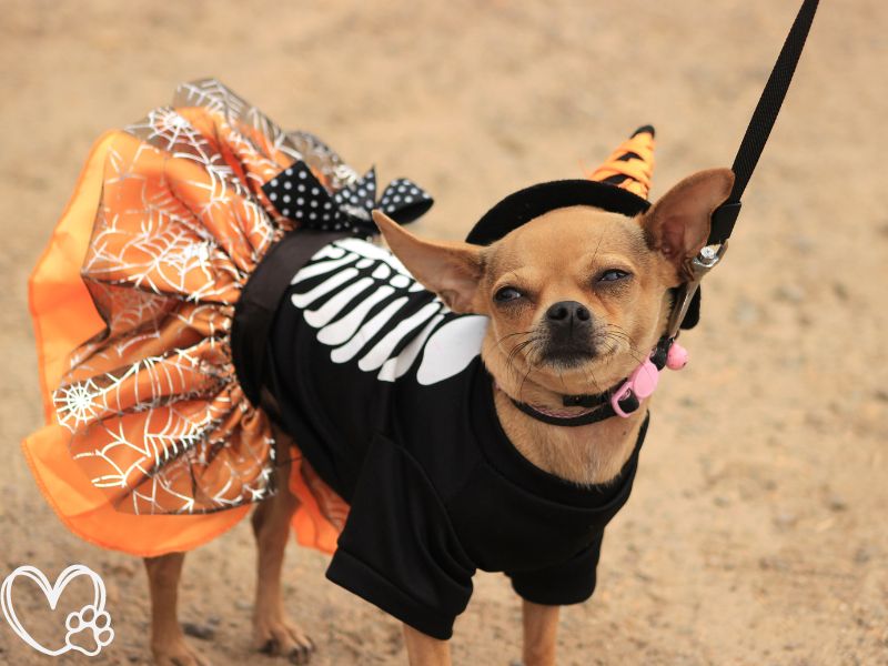 Top Halloween Costumes for Pets: Spooky, Cute, and Comfortable Options