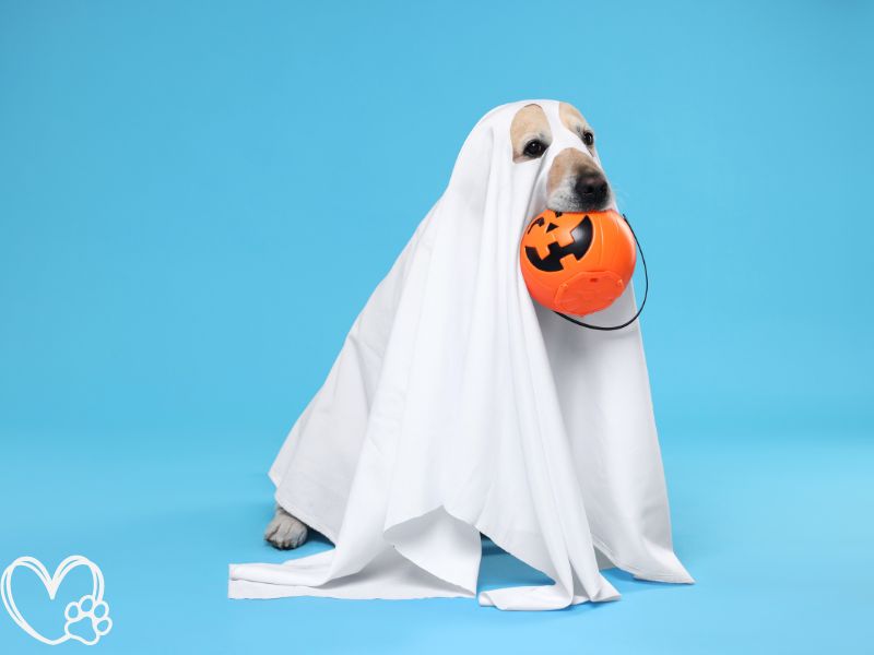 Top Halloween Costumes for Pets: Spooky, Cute, and Comfortable Options