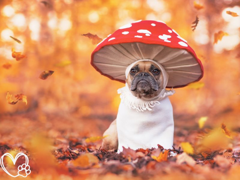 Top Halloween Costumes for Pets: Spooky, Cute, and Comfortable Options