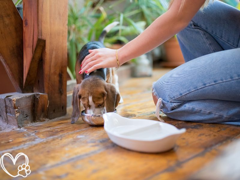 Must-Have Pet Supplements for a Healthy and Happy New Year