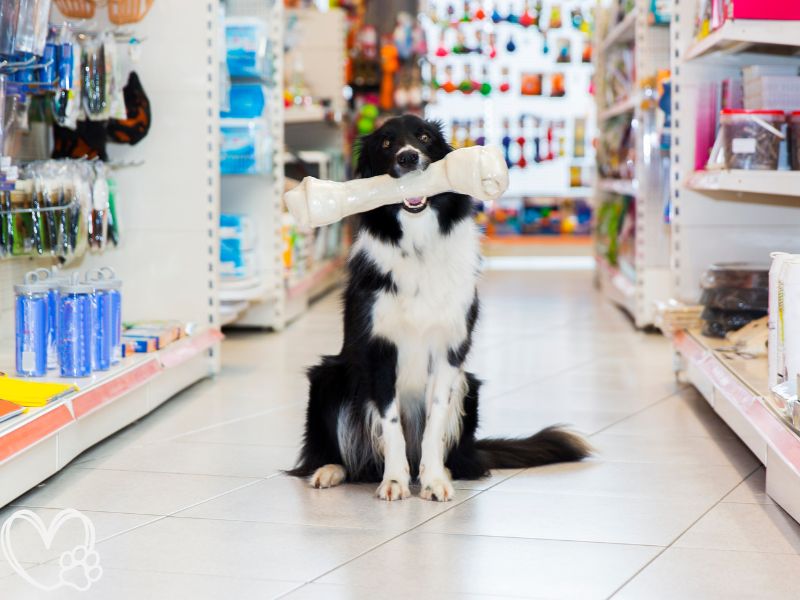 Must-Have Pet Supplements for a Healthy and Happy New Year