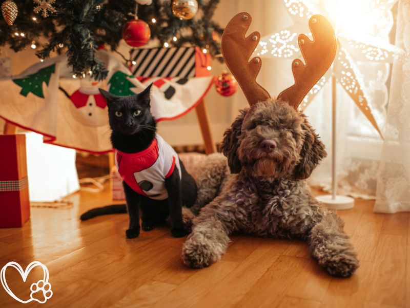 The Ultimate Gift Guide: Stylish and Functional Pet Apparel for a Cozy Winter