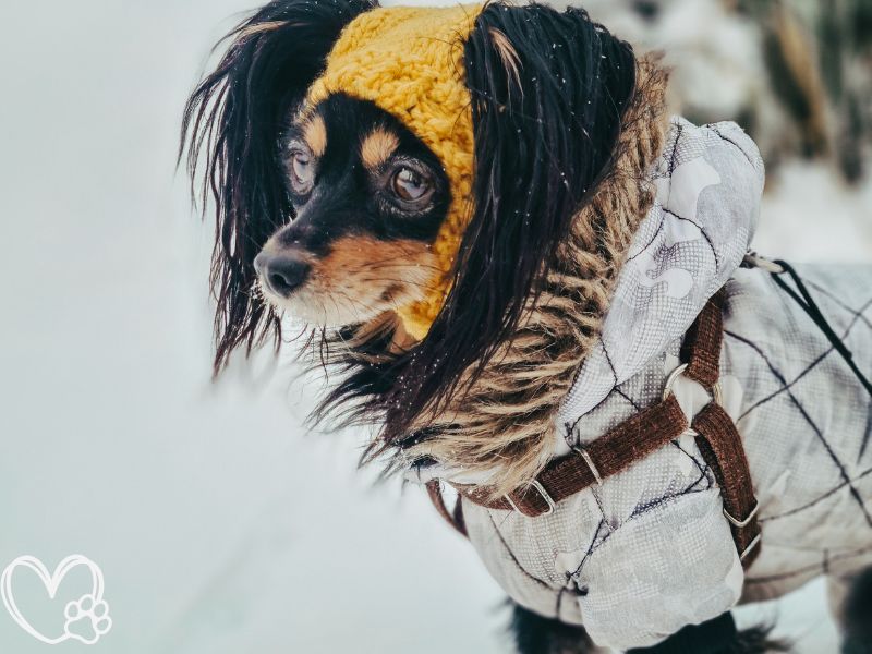 The Ultimate Gift Guide: Stylish and Functional Pet Apparel for a Cozy Winter