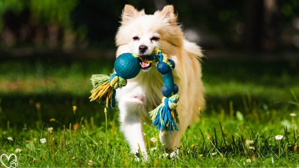 10 Genius Pet Products That Are Worth Every Penny For Every Pet Owner's Must-Have List