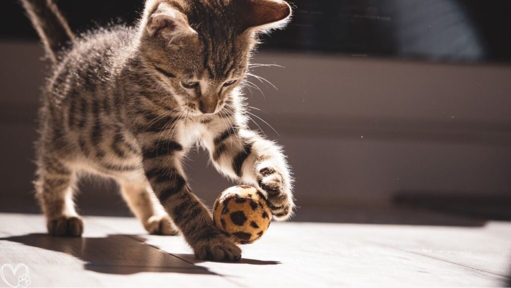 10 Genius Pet Products That Are Worth Every Penny For Every Pet Owner's Must-Have List