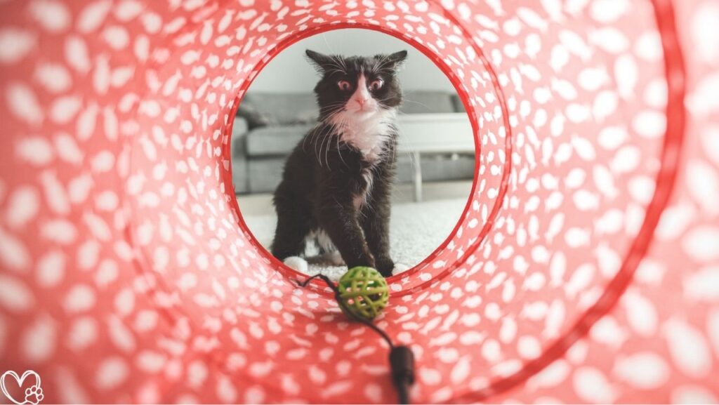 10 Genius Pet Products That Are Worth Every Penny For Every Pet Owner's Must-Have List
