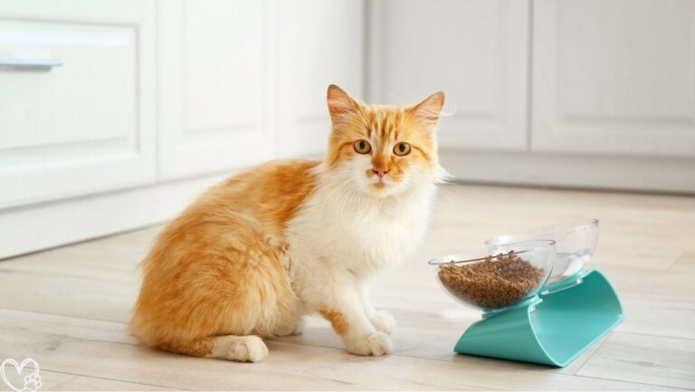 10 Genius Pet Products That Are Worth Every Penny For Every Pet Owner's Must-Have List