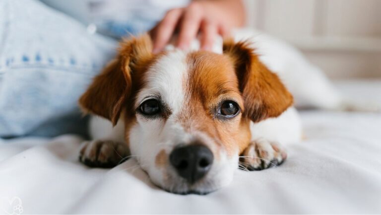 7 Everyday Mistakes Pet Owners Don’t Realize They’re Making and How to Avoid Them