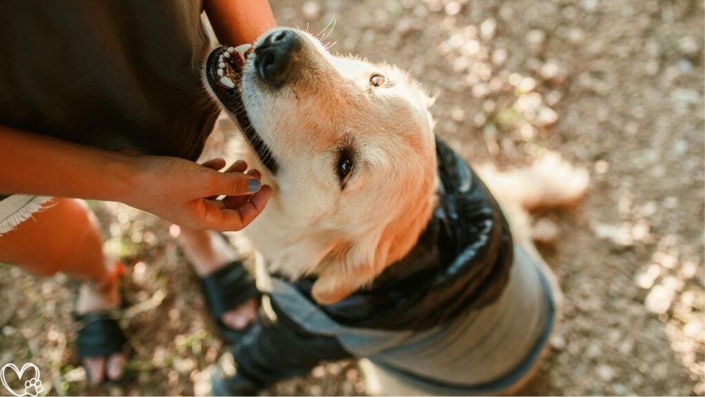 7 Everyday Mistakes Pet Owners Don’t Realize They’re Making and How to Avoid Them