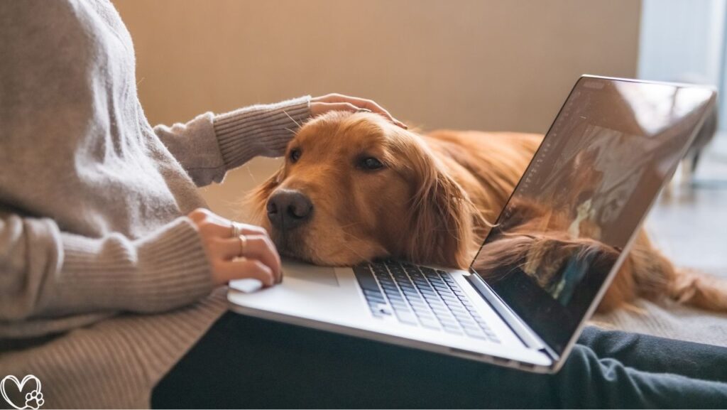 7 Everyday Mistakes Pet Owners Don’t Realize They’re Making and How to Avoid Them