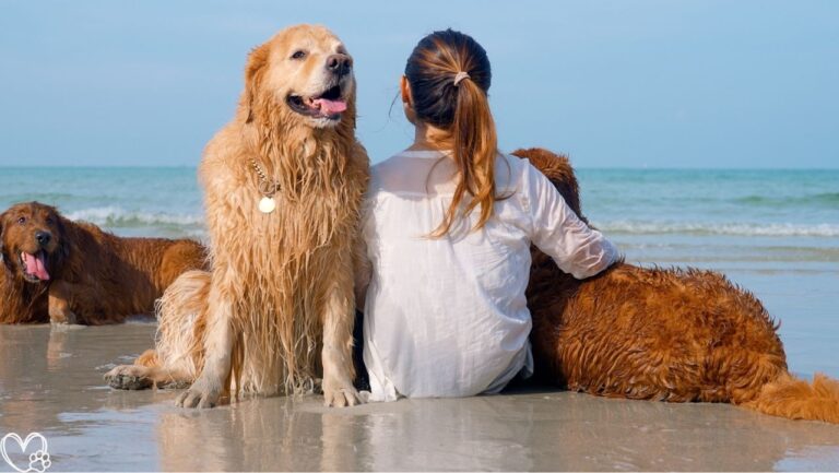 Eco-Friendly Pet Products