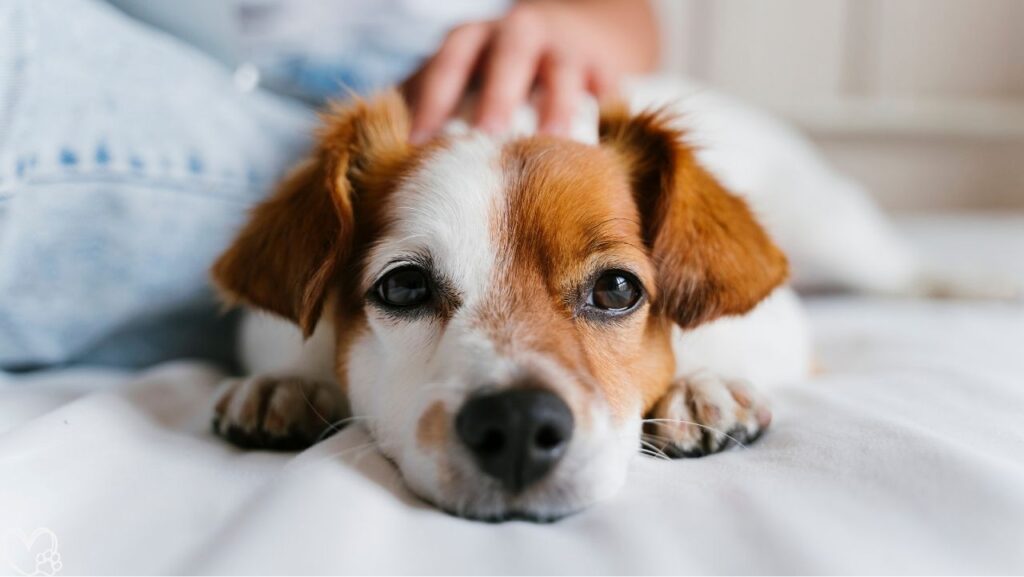 Pet Myths That Owners Still Believe and What’s Really True?