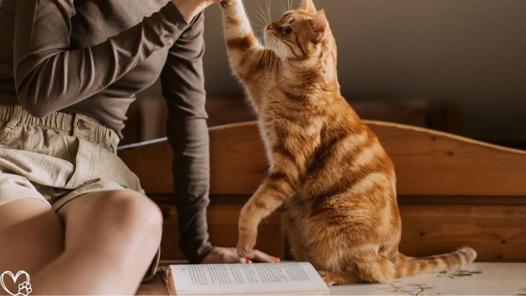 The Psychology of Pets: What Your Cat or Dog Is Really Telling You Insights into Animal Behavior and Communication