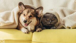 The Psychology of Pets: What Your Cat or Dog Is Really Telling You Insights into Animal Behavior and Communication