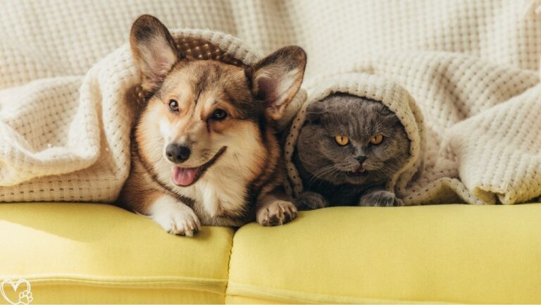 The Psychology of Pets: What Your Cat or Dog Is Really Telling You Insights into Animal Behavior and Communication