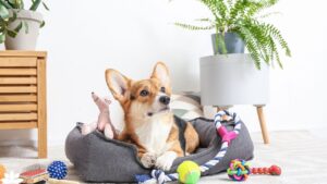 Weird but Brilliant Pet Products You Didn’t Know Existed Transforming Pet Care with Innovation
