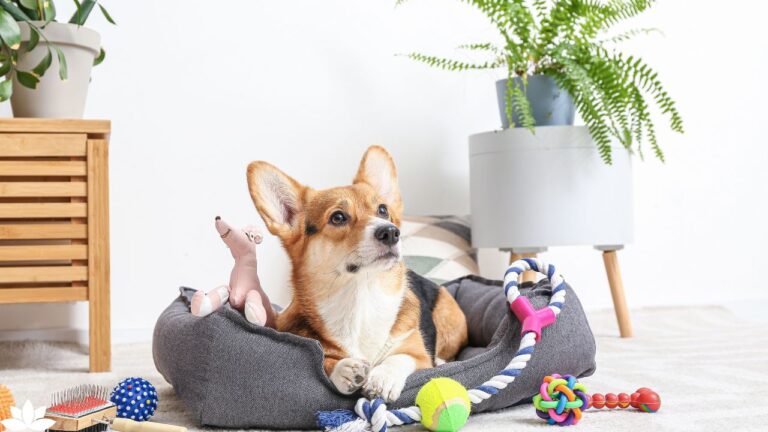 Weird but Brilliant Pet Products You Didn’t Know Existed Transforming Pet Care with Innovation