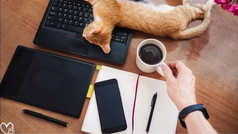 10 Clever Cat Gadgets That Keep Them Busy While You Work