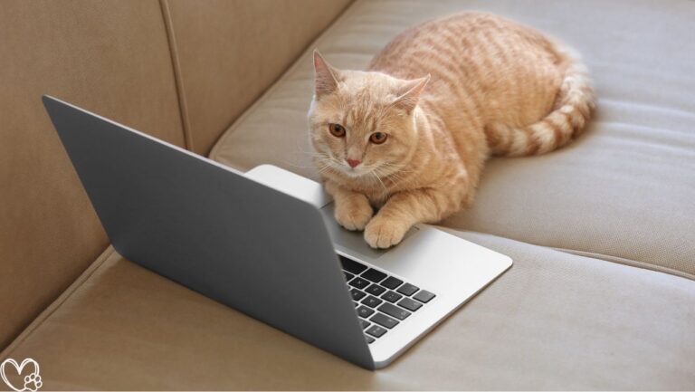 CAT SCHOOL Clicker Training Kit Review: Is It the Top Cat Training Tool?