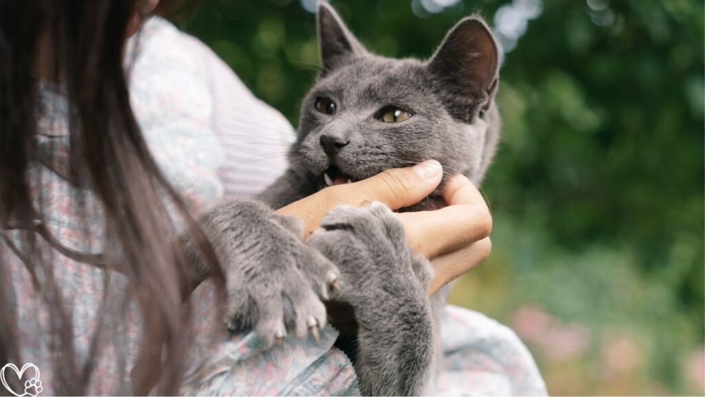 Do Pets Really Recognize Love? What Research Says About Animal Emotions and Behavior