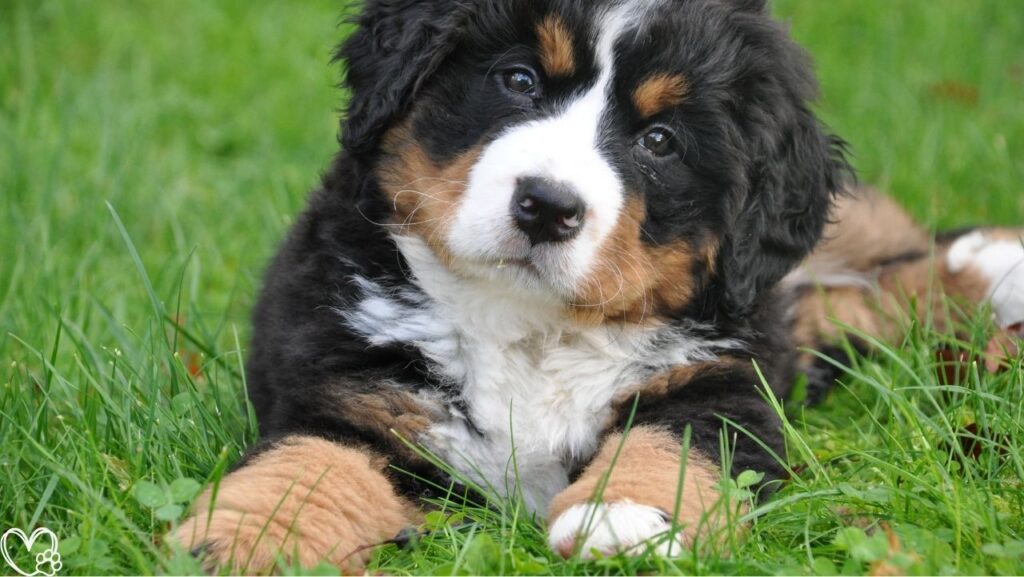 Heartworm Prevention For Dogs: Vet-Recommended Treatment and Wellness Tips