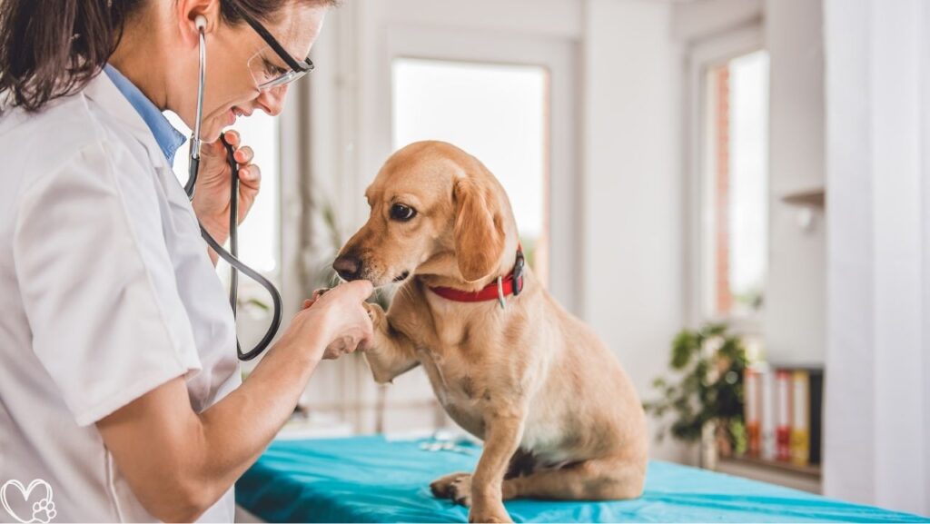 Heartworm Prevention For Dogs: Vet-Recommended Treatment and Wellness Tips